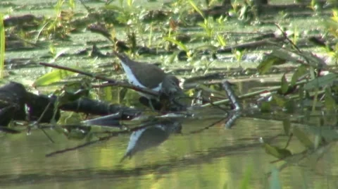 Sandpiper Stock Footage 18189245