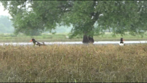 Sandpiper Stockbeeldmateriaal 24826262