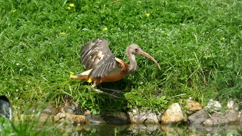 Sandpiper. Video stock 112014352