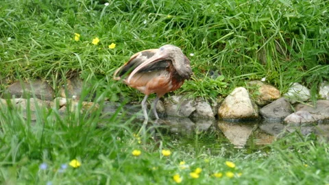 Sandpiper. Video stock 112014358