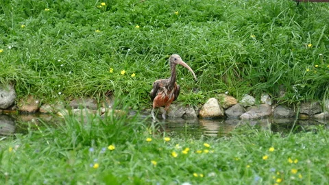 Sandpiper 動画素材 112016540