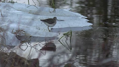 Sandpiper Stock Footage 194031810