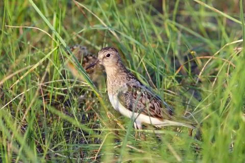 The sandpiper in a grass Fotos de archivo