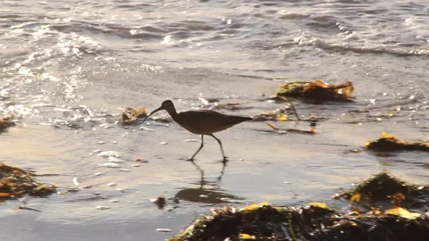 Sandpiper In Ocean Foam Back Lit Golden Hour Stock Footage Video stock 258425820