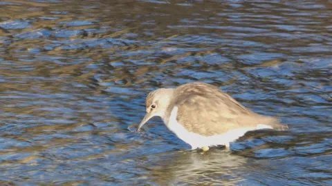 Sandpiper or Actitis hypoleucos, breeding waders, feeding on a shallow river bed Stock Footage 234876555