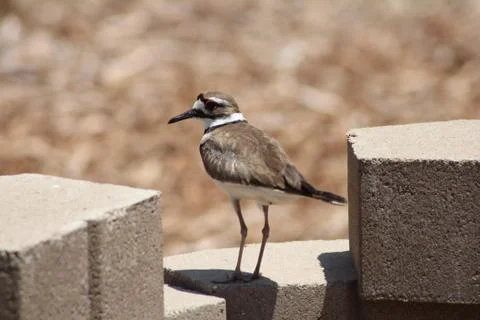 Sandpiper Foto stock