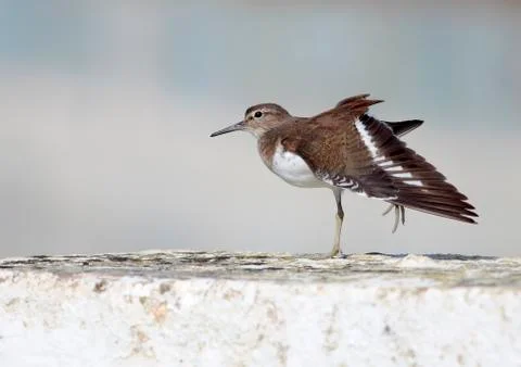 Sandpiper Stock Photos