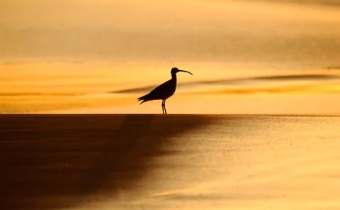 Sandpiper Stock Photos