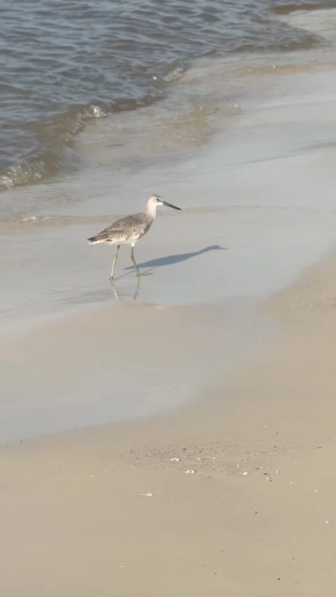 Sandpiper playing in the sand at Carrabelle beach Stock Footage 317553671