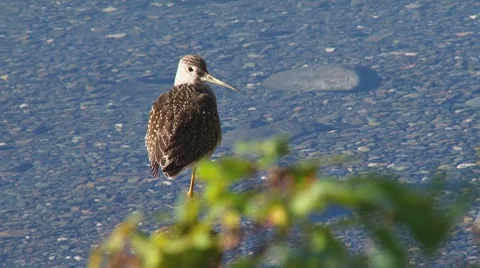 Sandpiper in Shallows Stock Footage 8543931