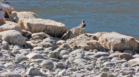 A sandpiper sits on rocks on the edge of a river Stock Footage 36296830