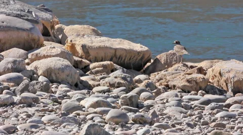 A sandpiper sits on rocks on the edge of a river Stock Footage 36296922