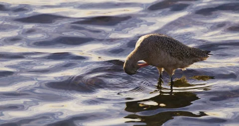 Sandpiper Slow Motion 4K Stock Footage 222840786