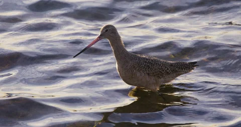 Sandpiper Slow Motion 4K Stock Footage 222840994