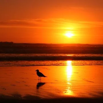 Sandpiper Sunset Stock Photos