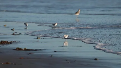 Sandpiper in the surf 02 스톡 동영상 320648780