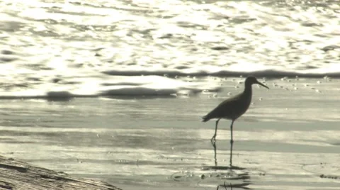 Sandpiper in surf, backlit surf Stock Footage 8577411