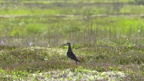 Sandpiper in the tundra. Stock Footage 194033374