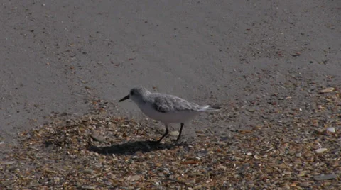 Sandpiper Walks Into Surf Stock Footage 32219098