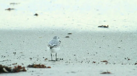 Sandpiper2 Stock Footage 610948
