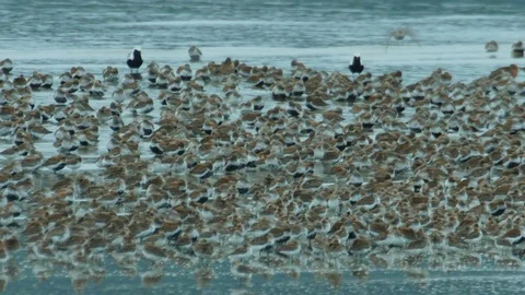 Sandpipers burst into flight Video stock 75242405