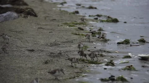 Sandpipers on Canadian Beach Stock Footage