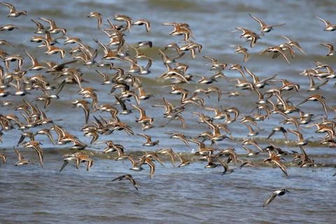 Sandpipers in Flight Stock Photos
