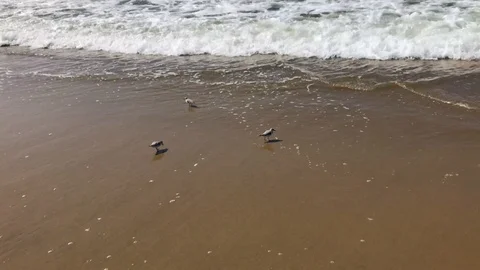 Sandpipers Fly Off Stock Footage 95768941