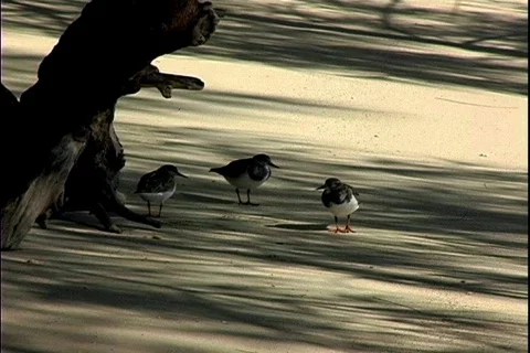 Sandpipers Stock Footage 820201