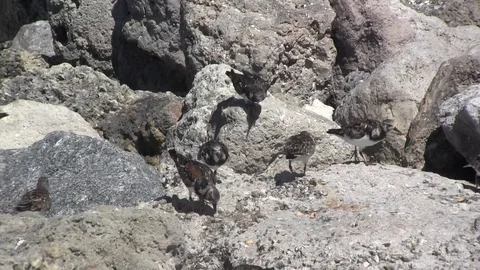 Sandpipers 스톡 동영상 88633083