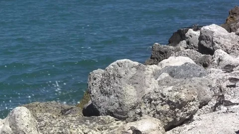 Sandpipers Stock Footage 88633096