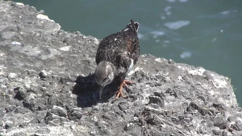 Sandpipers Stock Footage 88633124