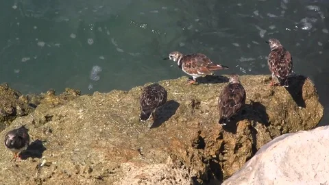 Sandpipers Stock Footage 88633155