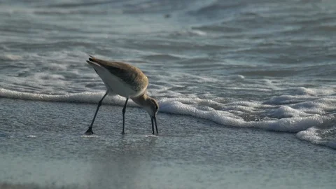 Sandpipers 스톡 동영상 102532746