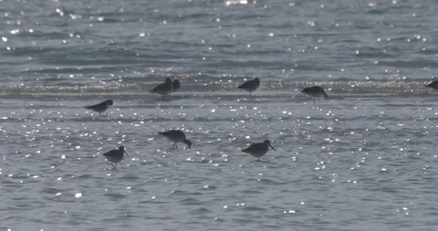 Sandpipers 스톡 동영상 102532947