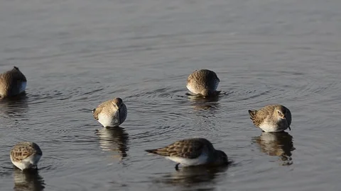 Sandpipers Stock Footage 125915387