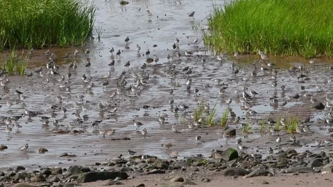 Sandpipers Видео 282145491