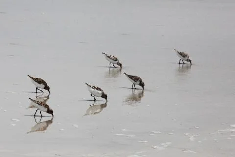 Sandpipers Stock Photos