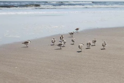 Sandpipers Stock-Fotos