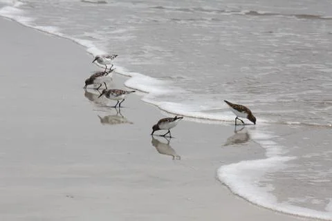Sandpipers Stock Photos