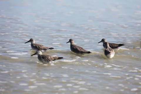 Sandpipers Stock Photos