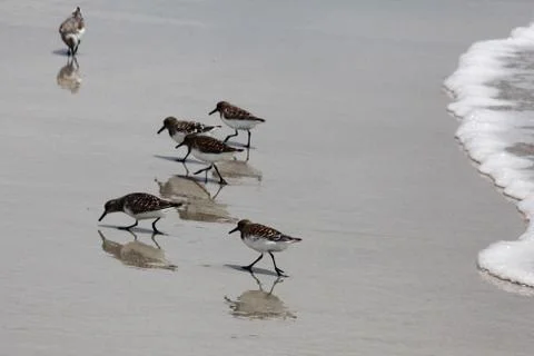 Sandpipers Stock Photos