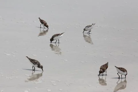Sandpipers Stock Photos
