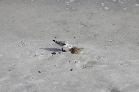 Sandpipers Stock Photos