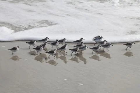 Sandpipers Stock Photos