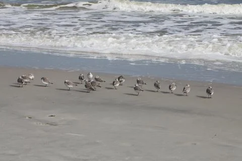 Sandpipers Stock Photos