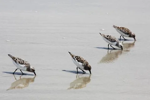Sandpipers Stock-Fotos