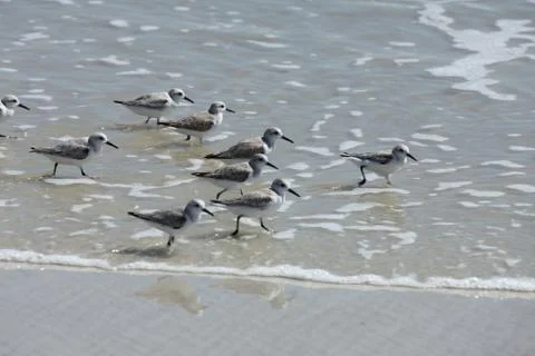 Sandpipers Stock Photos