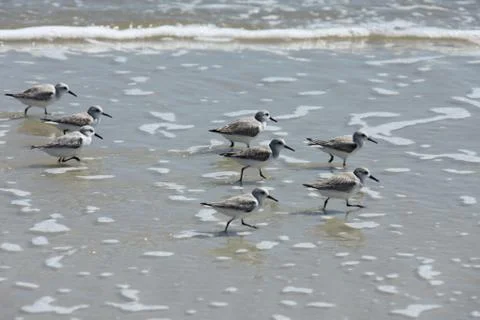 Sandpipers Stock Photos