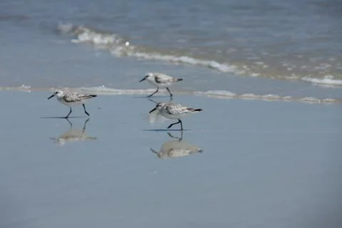 Sandpipers Stock Photos